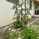 Willa Casa Lamaghjone - T4 Avec Piscine Chauffee A 3,5km De La Aléria
